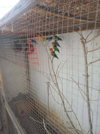 Love Birds Breeder pair for sale urgently