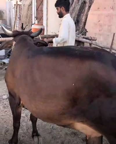 4 daant Gaai hai qurbani kai liya 4 4.5 man ki hai