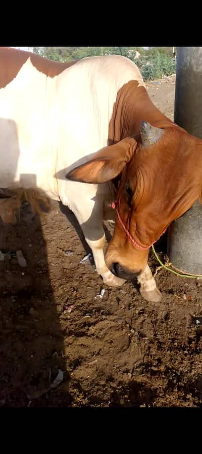 Cow for Eid UL Adha