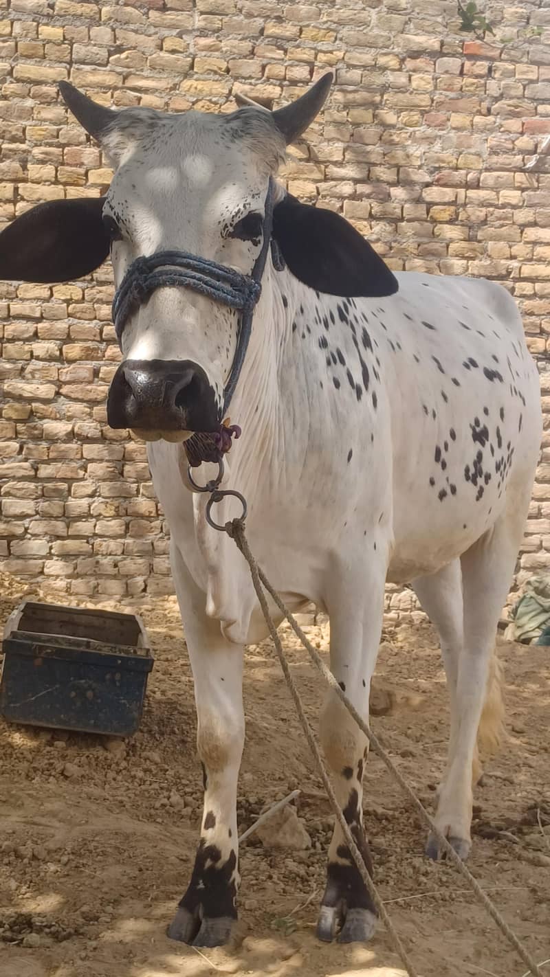 قربانی کا جانور 0