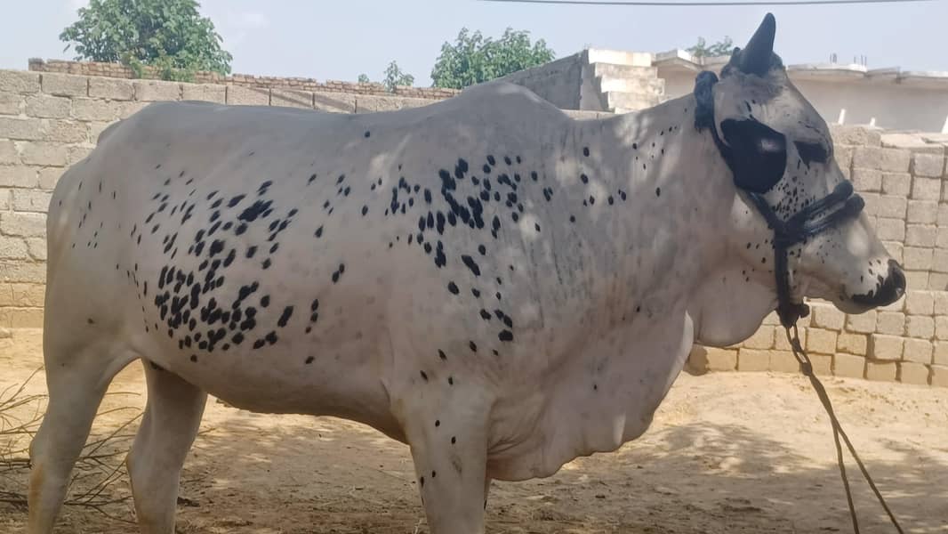 قربانی کا جانور 2