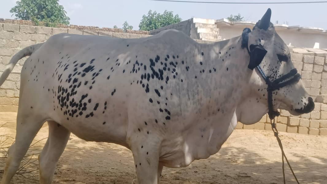 قربانی کا جانور 3