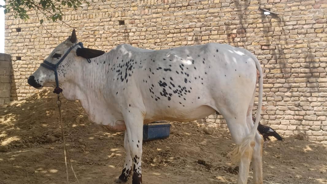 قربانی کا جانور 4