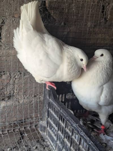 King pigeon breeding pair
