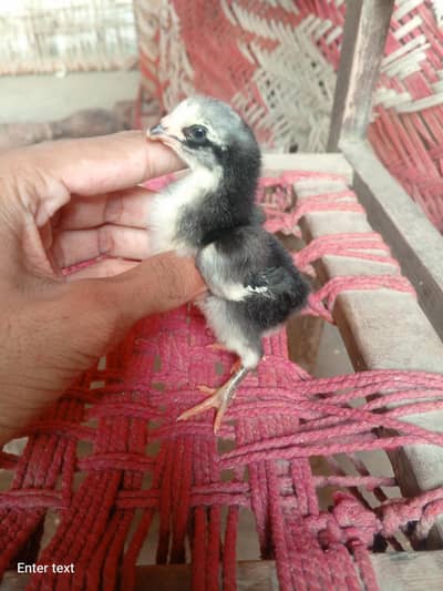 aseel chicks
