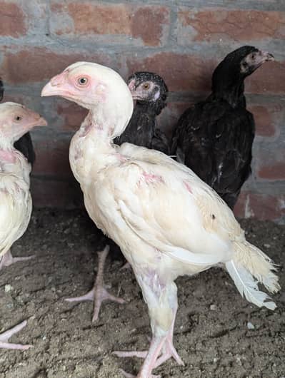 2 patheya, permoz paper white blue eyes and pure lasani black pathi