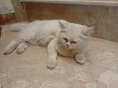 Persian cat urgent for sale