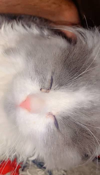 Persian cat