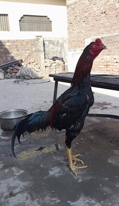 Aseel murg