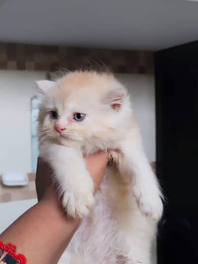 CASH ON DELIVERY PUNCH FACE TRIPLE COATED HEALTHY KITTENS