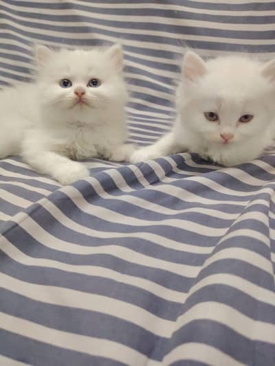persian kittens|triple Coated|Piki Face kittens_cute|fluffy cat/peki
