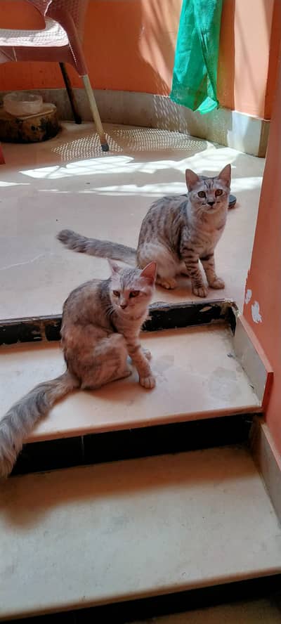 Egyptian Mau For Sale