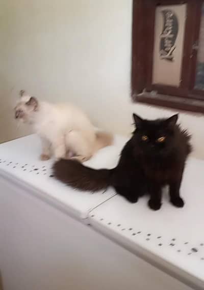 cat pair