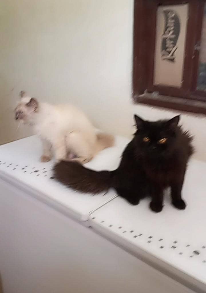 cat pair 0