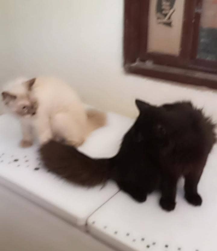 cat pair 1