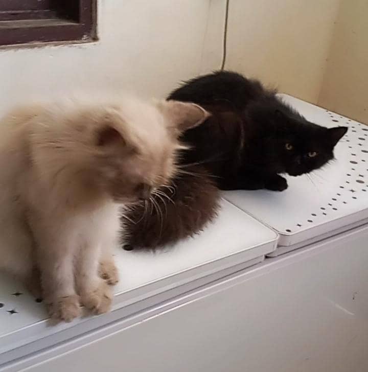 cat pair 4