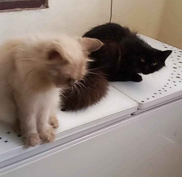 cat pair 5