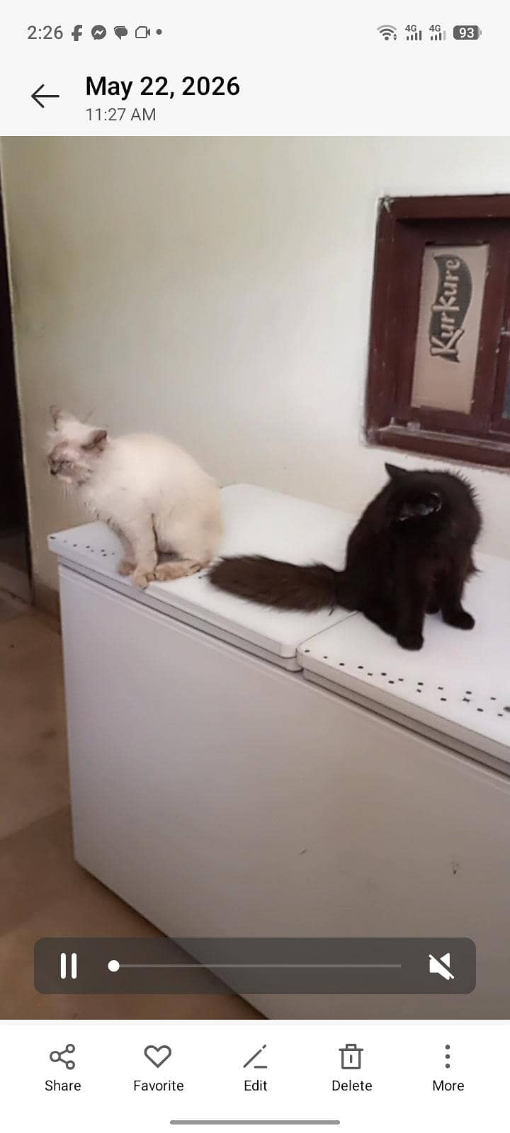 cat pair 6