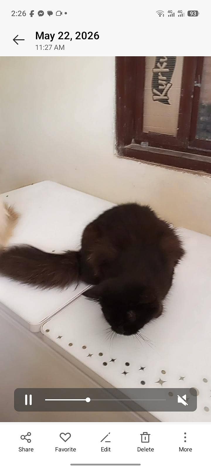 cat pair 7