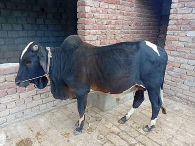 Fata jangi wacha 0314 5387877