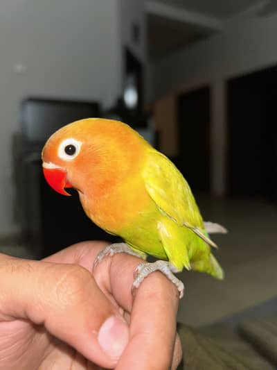 Hand tamed lovebird
