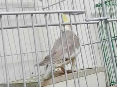 urgent sold krna