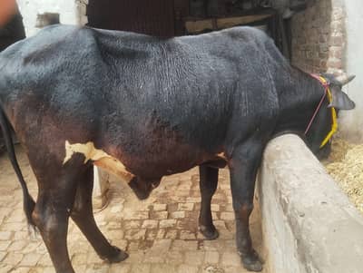dona bera dand qurbani ke liye gar ka hy