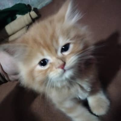 goldy