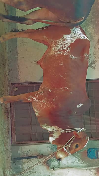 2 Danda Healthy Male Cow For Sale | Strong & Active