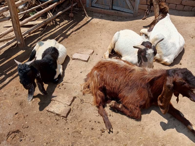 4 Bakra 0