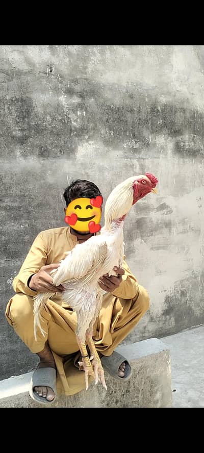 White| Shamo | Male | For | Sale |