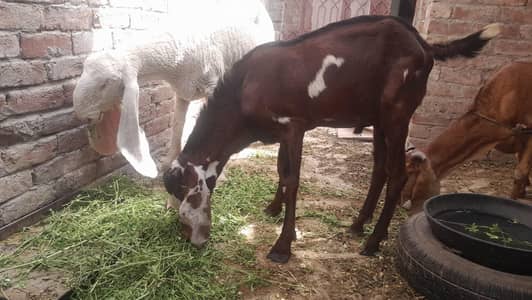 bkra / pure donda bkra for sale / desi bkra for qurbani /