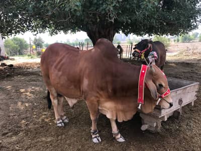 BULLS  FOR SALE IN SARGODHA (Pair)