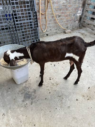 BAKRI FOR SALE