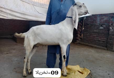 RAJANPURI BUCKS 120000