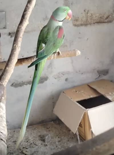 Raw Parrot Breeder pair