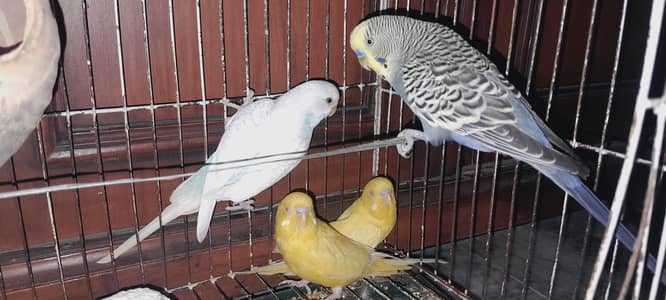 2 Pair Budgies