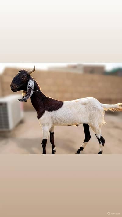 Bakra for sale quarbani