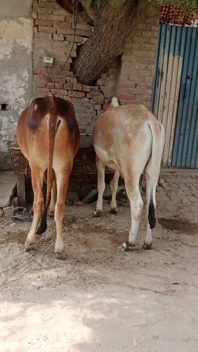 قربانئ کا جانور بہت ہی مناسب قیمت