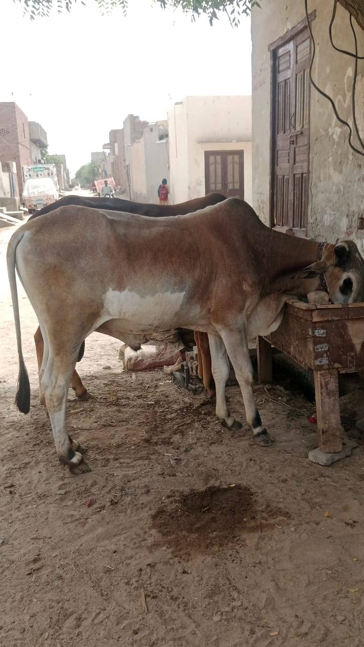 قربانئ کا جانور بہت ہی مناسب قیمت 1