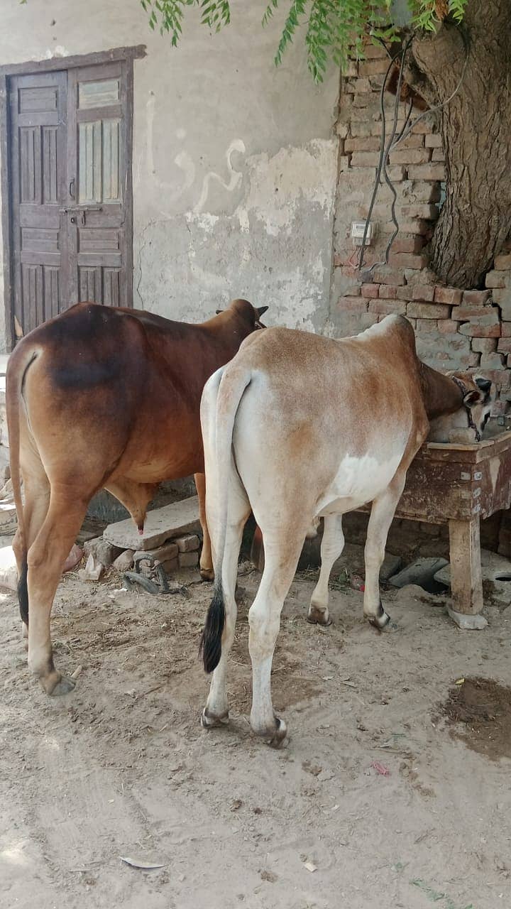 قربانئ کا جانور بہت ہی مناسب قیمت 2