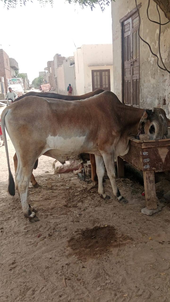 قربانئ کا جانور بہت ہی مناسب قیمت 3