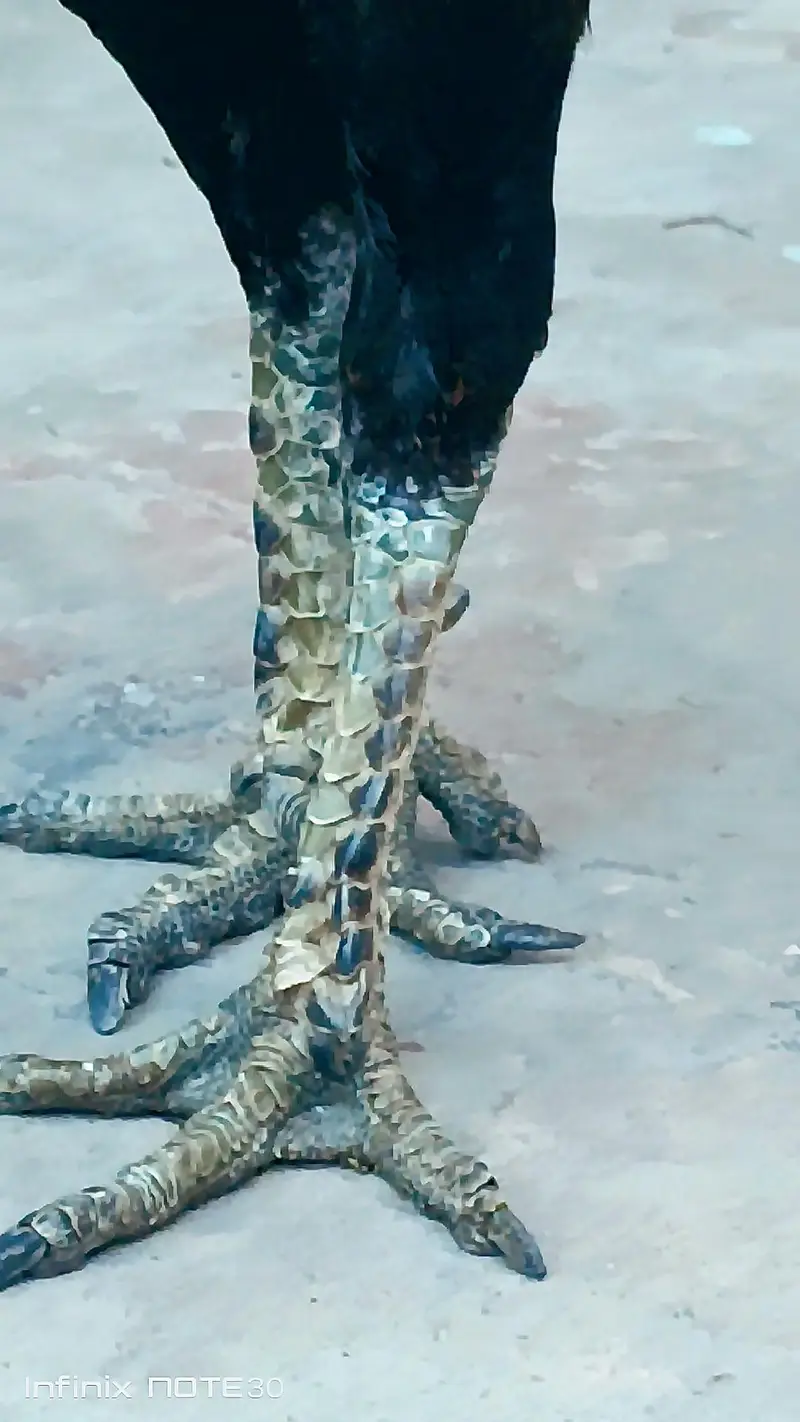 Dragon pair khrpail legs — photo 2