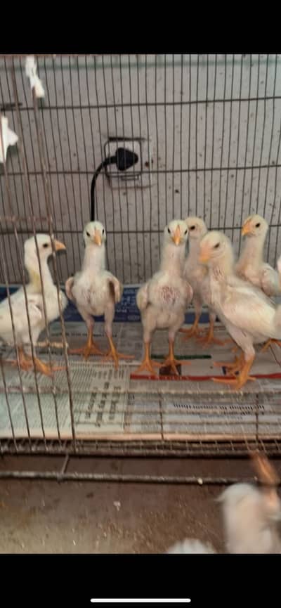 White O shamo chicks/ Shamo/ King shamo/ white aseel/ Aseel shamo