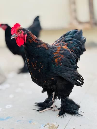 Black,White,Splash,Patridge Heavy Cochins Buff & Black Bantum For Sale