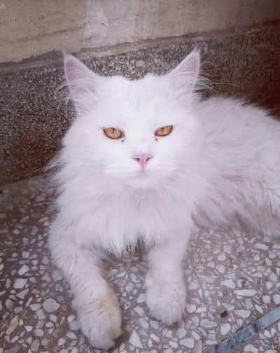 Persian Male Cat White Colour, Home Breeded