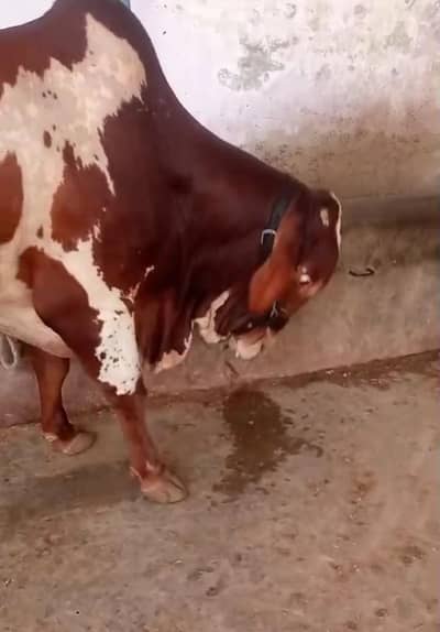 Bachra Qurbani 2026
