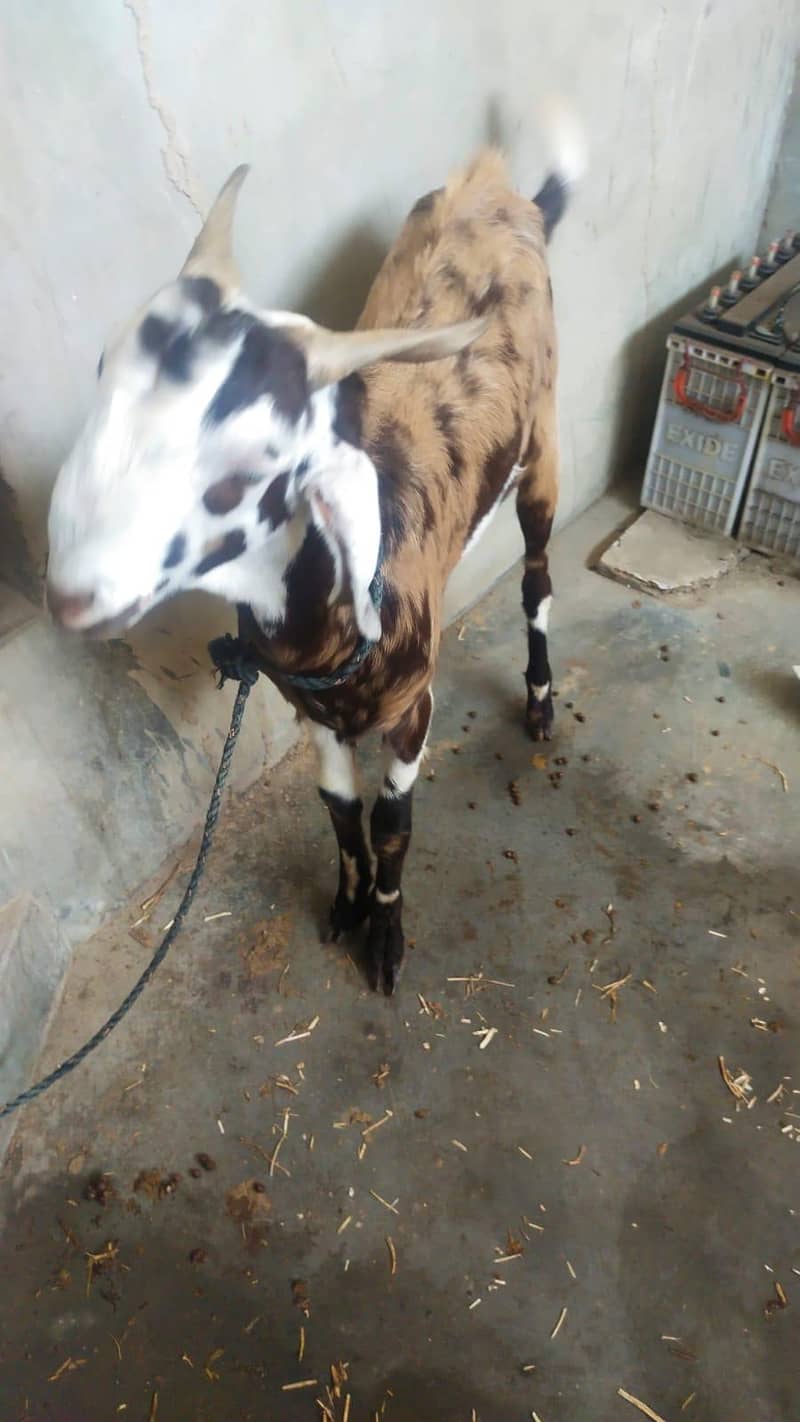 Bakra 4