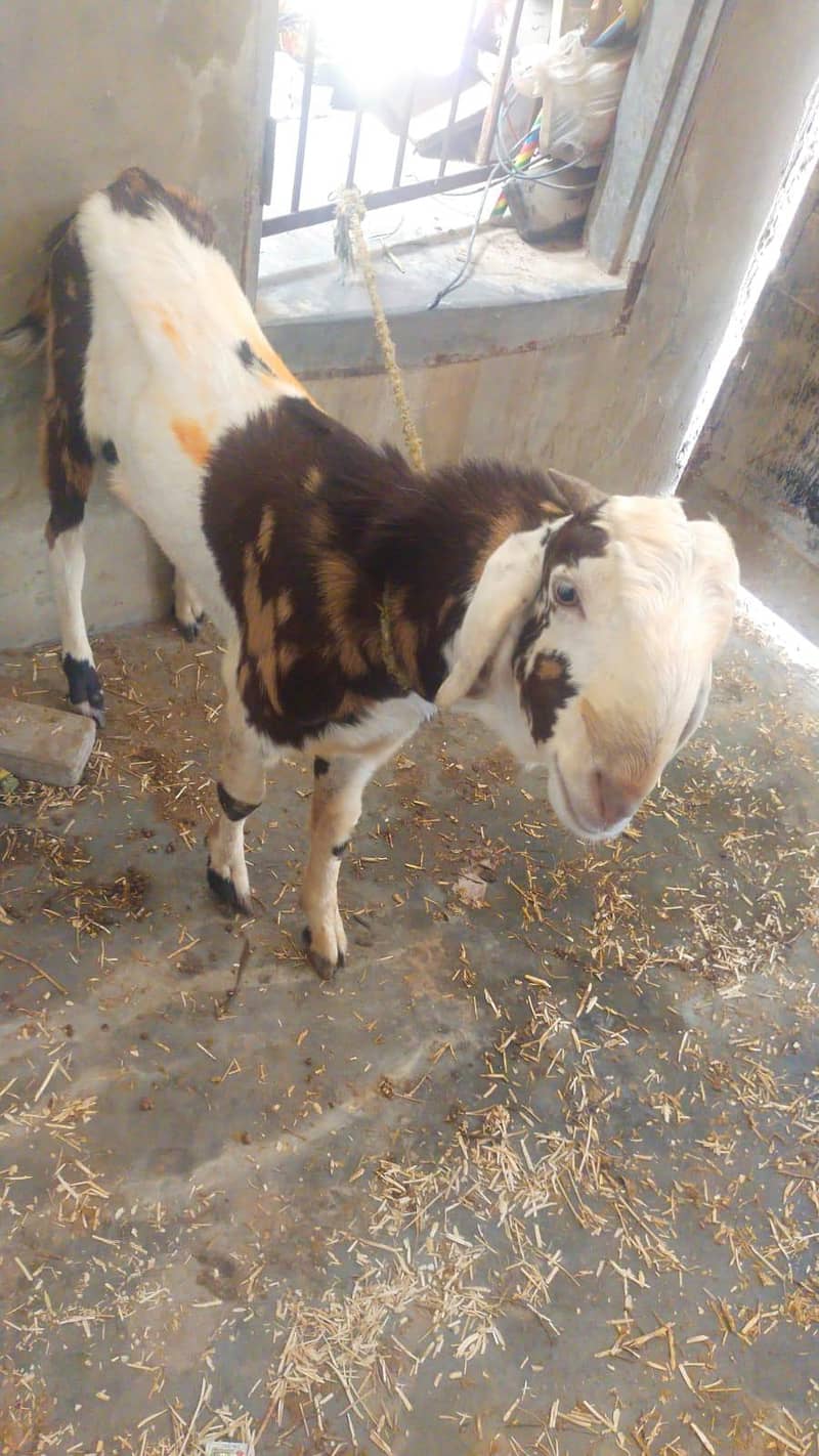 Bakra 5