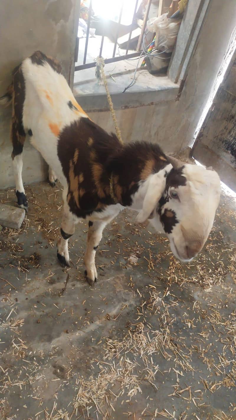 Bakra 6